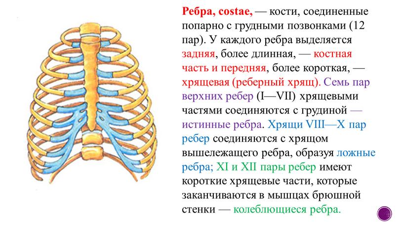 Ребра, costae, — кости, соединенные попарно с грудными позвонками (12 пар)