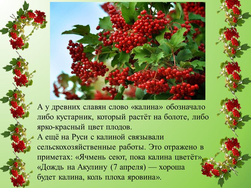 А у древних славян слово «калина» обозначало либо кустарник, который растёт на болоте, либо ярко-красный цвет плодов