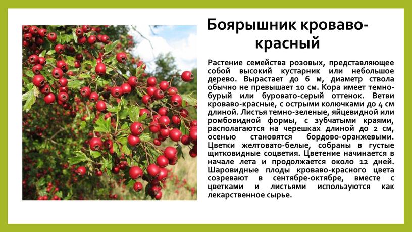 Боярышник кроваво-красный Растение семейства розовых, представляющее собой высокий кустарник или небольшое дерево