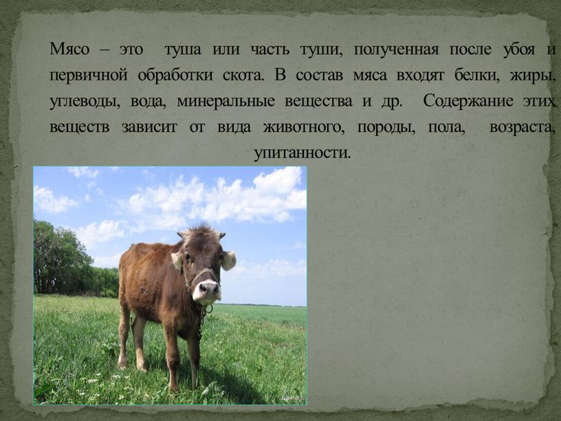 Мясо – это туша или часть туши, полученная после убоя и первичной обработки скота