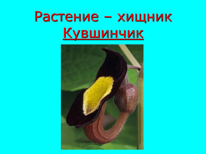 Растение – хищник Кувшинчик