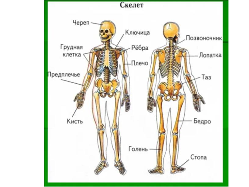 Оказание первой помощи при переломах