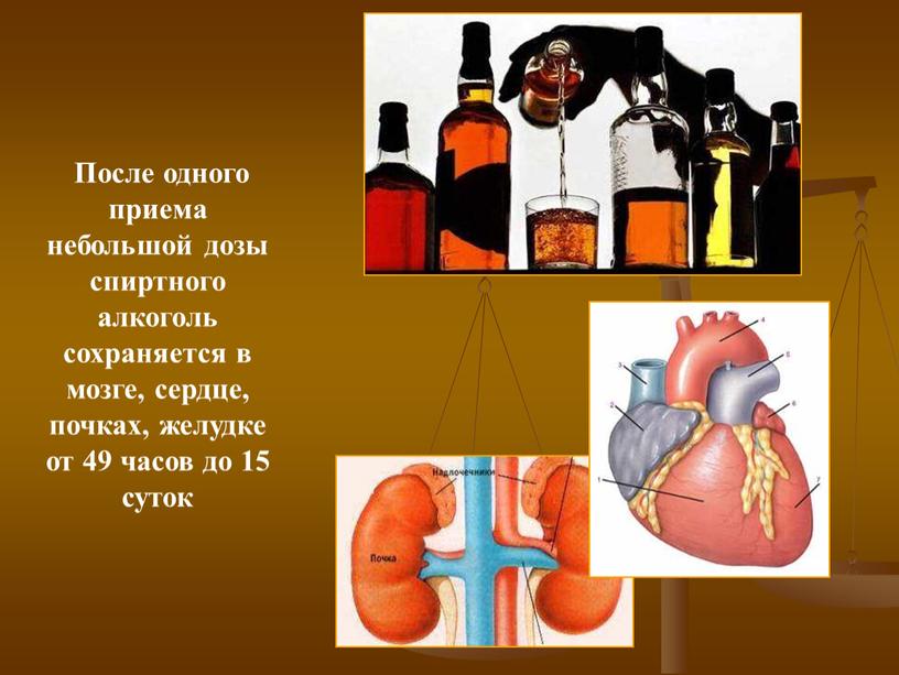 После одного приема небольшой дозы спиртного алкоголь сохраняется в мозге, сердце, почках, желудке от 49 часов до 15 суток