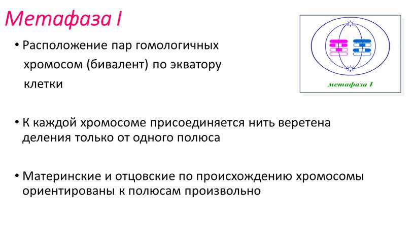 Метафаза I Расположение пар гомологичных хромосом (бивалент) по экватору клетки