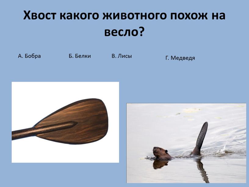 Хвост какого животного похож на весло?