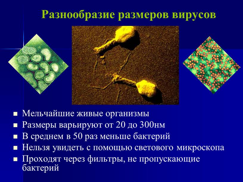 Разнообразие размеров вирусов Мельчайшие живые организмы