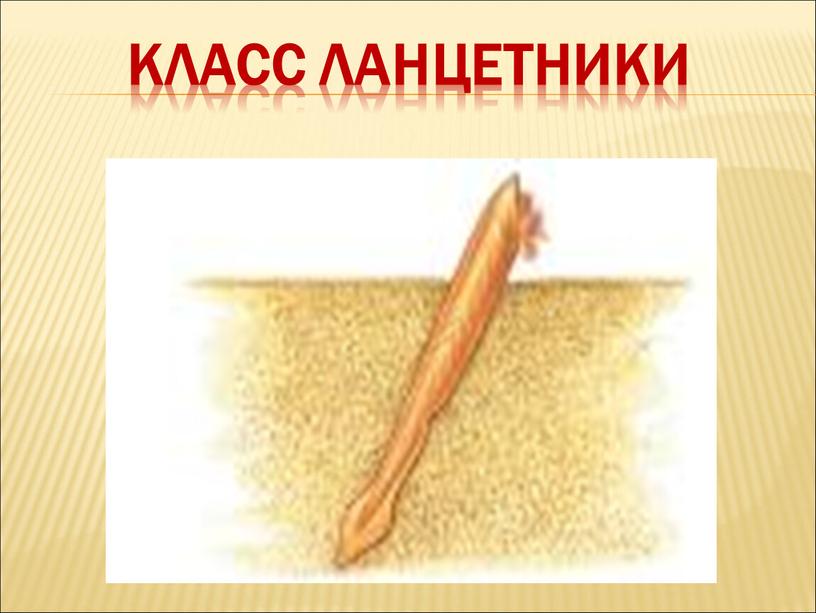 Класс Ланцетники