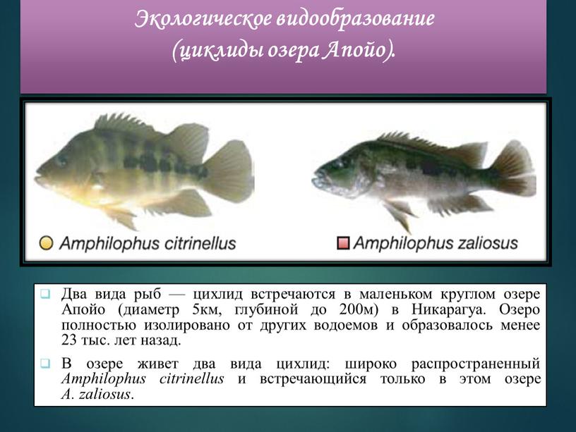 Экологическое видообразование (циклиды озера