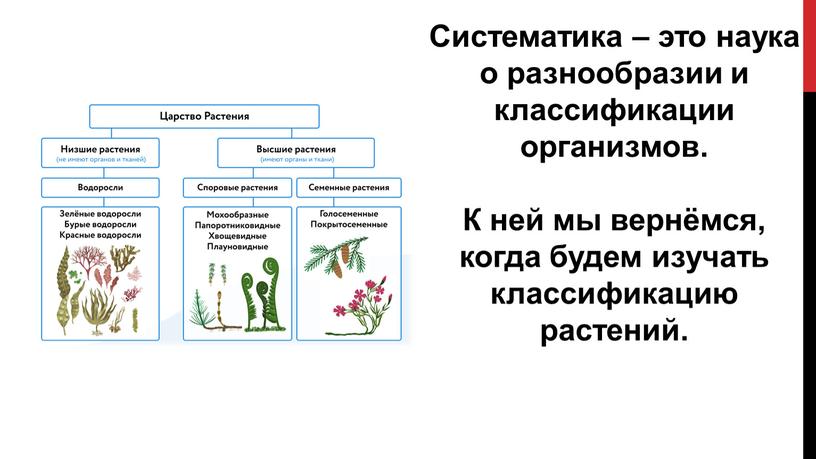 Систематика – это наука о разнообразии и классификации организмов