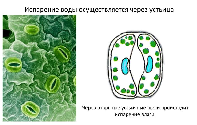 Испарение воды осуществляется через устьица