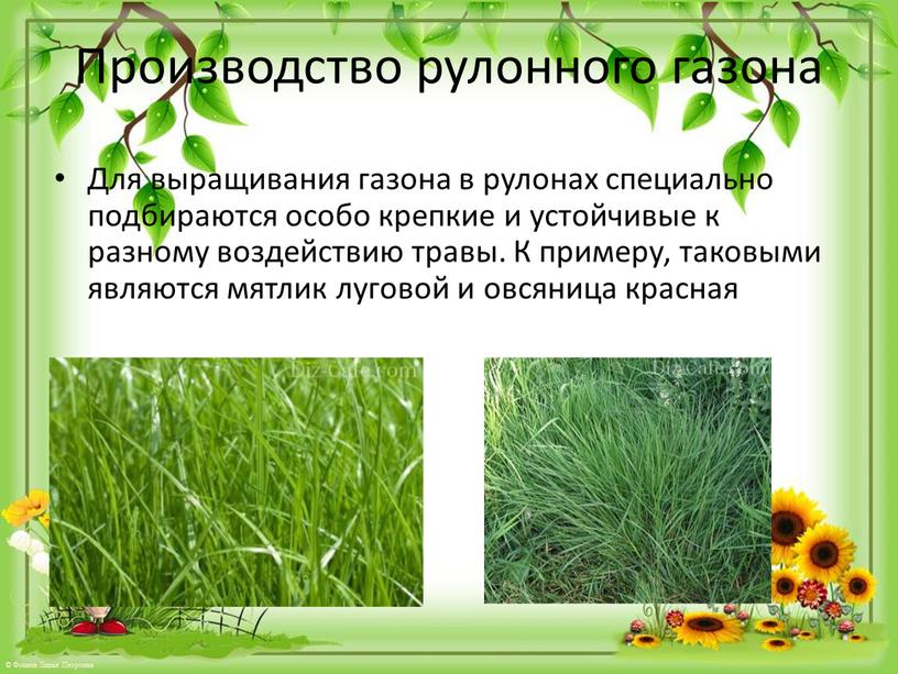 Производство рулонного газона Для выращивания газона в рулонах специально подбираются особо крепкие и устойчивые к разному воздействию травы