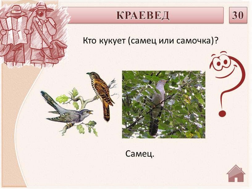 Самец. КРАЕВЕД 30 Кто кукует (самец или самочка)?