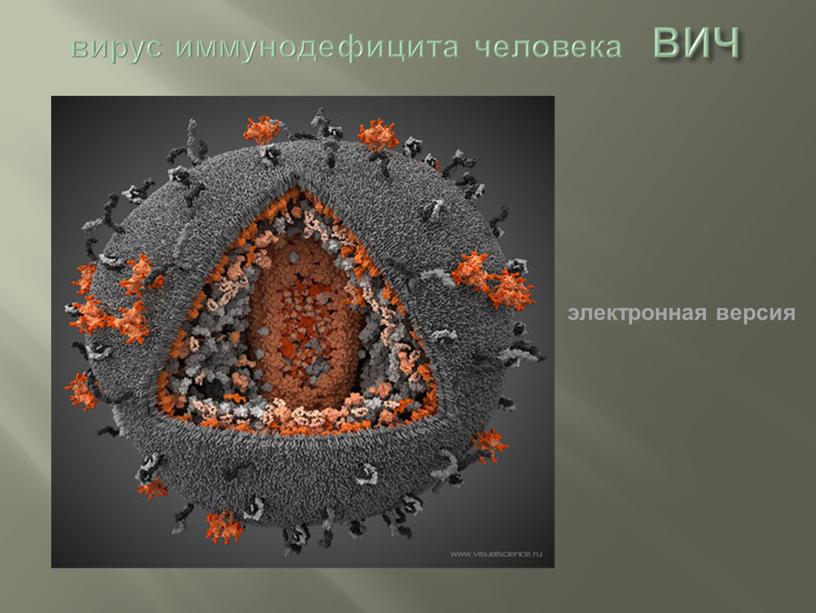 вирус иммунодефицита человека ВИЧ электронная версия