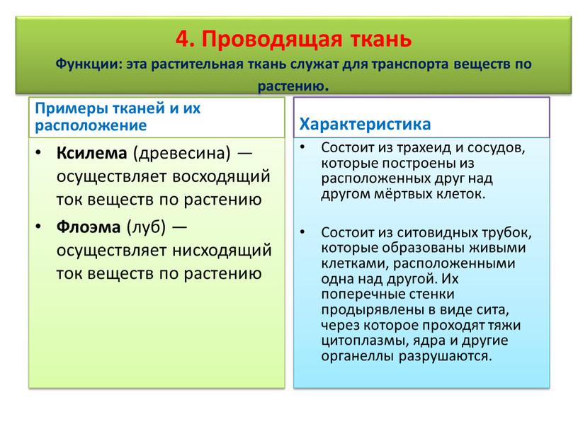 Проводящая ткань Функции: эта растительная ткань служат для транспорта веществ по растению