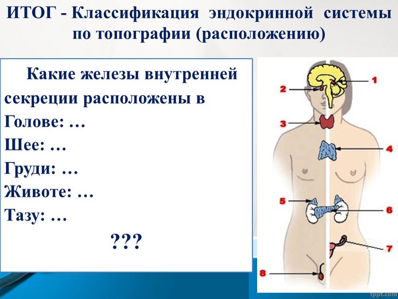 ИТОГ - Классификация эндокринной системы по топографии (расположению)