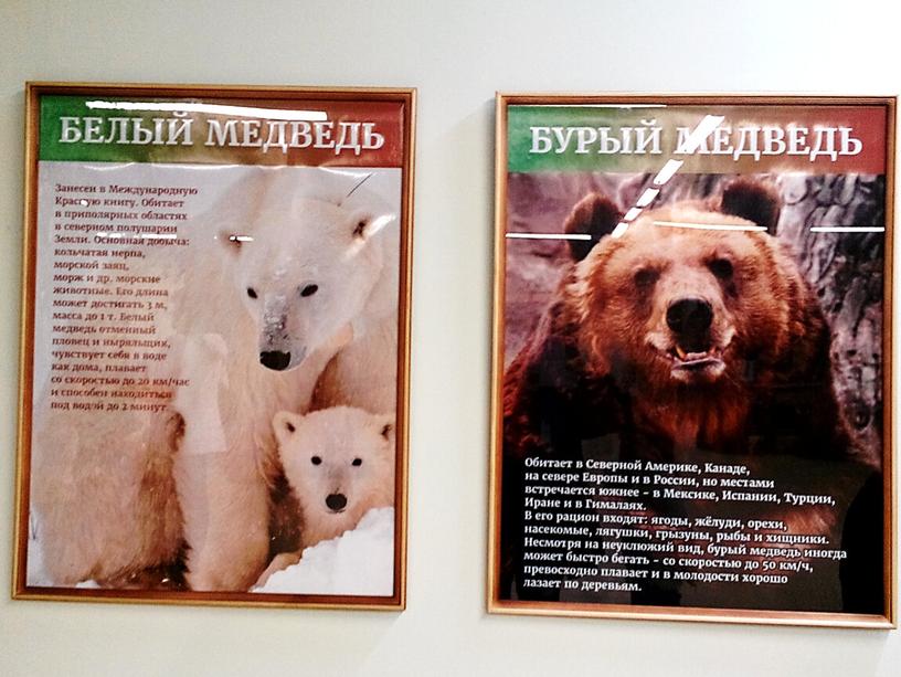 Музей медведя- презентация