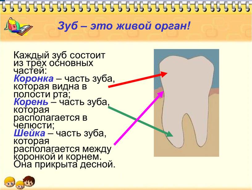 Зуб – это живой орган! Каждый зуб состоит из трёх основных частей: