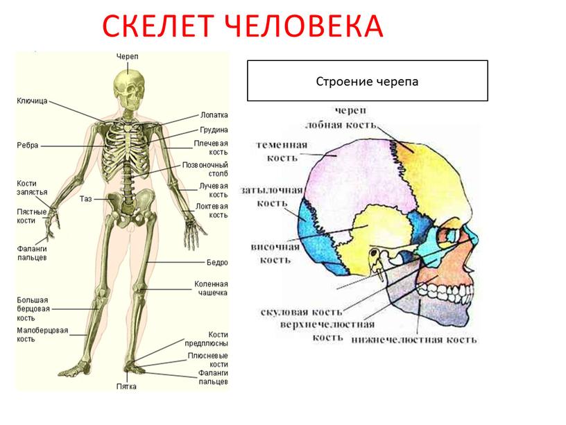 Скелет человека Строение черепа
