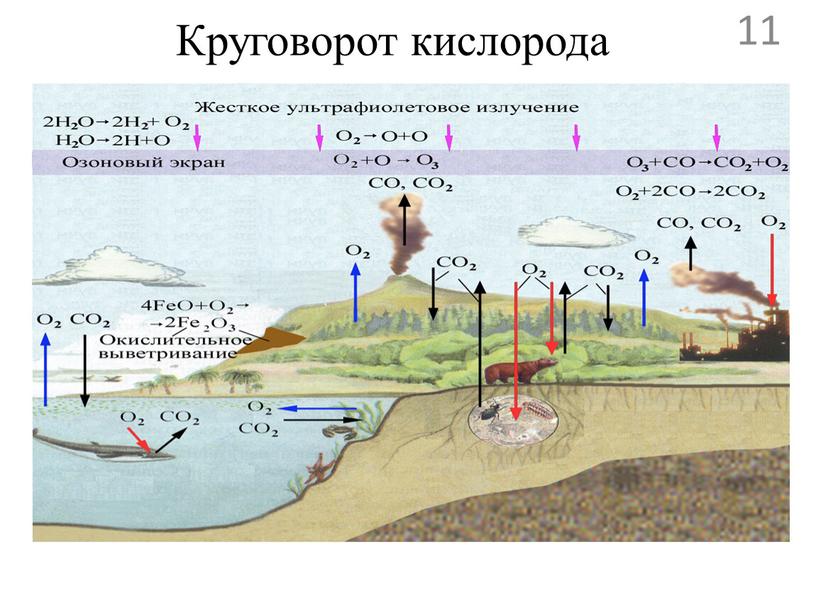 Круговорот кислорода 11
