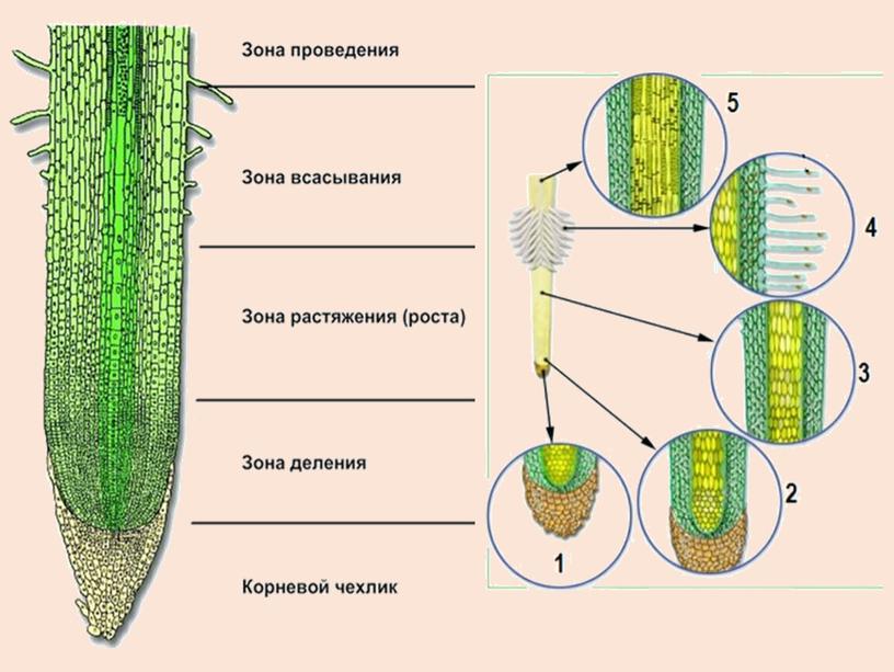 Презентация "Корень, его строение". 6 класс.