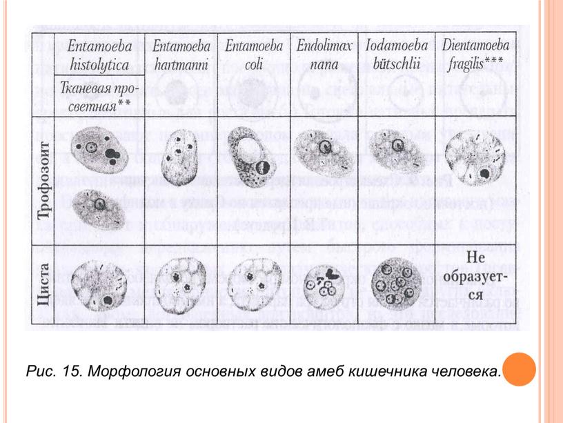 Рис. 15. Морфология основных видов амеб кишечника человека