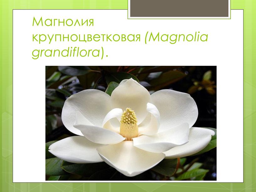 Магнолия крупноцветковая (Magnolia grandiflora )