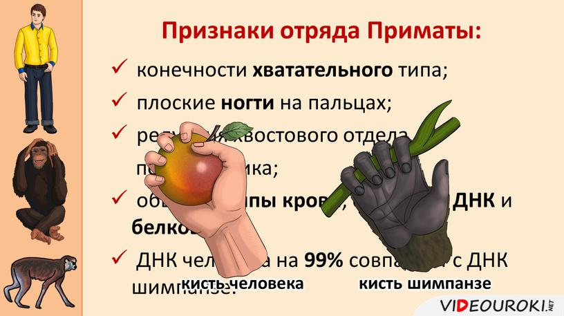 ДНК и белков ; ДНК человека на 99% совпадает с