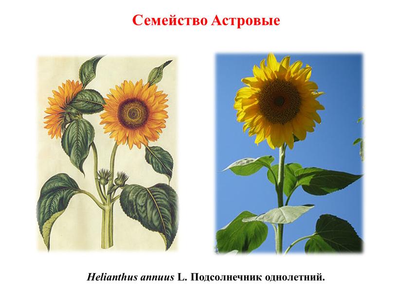 Helianthus annuus L. Подсолнечник однолетний