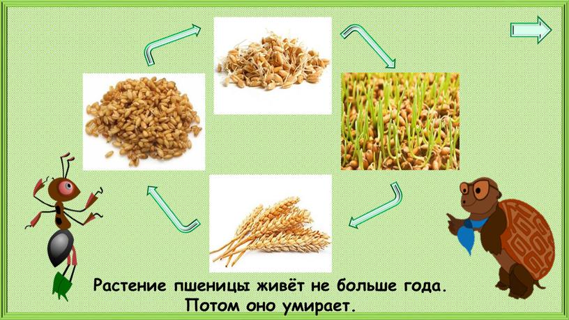 Растение пшеницы живёт не больше года