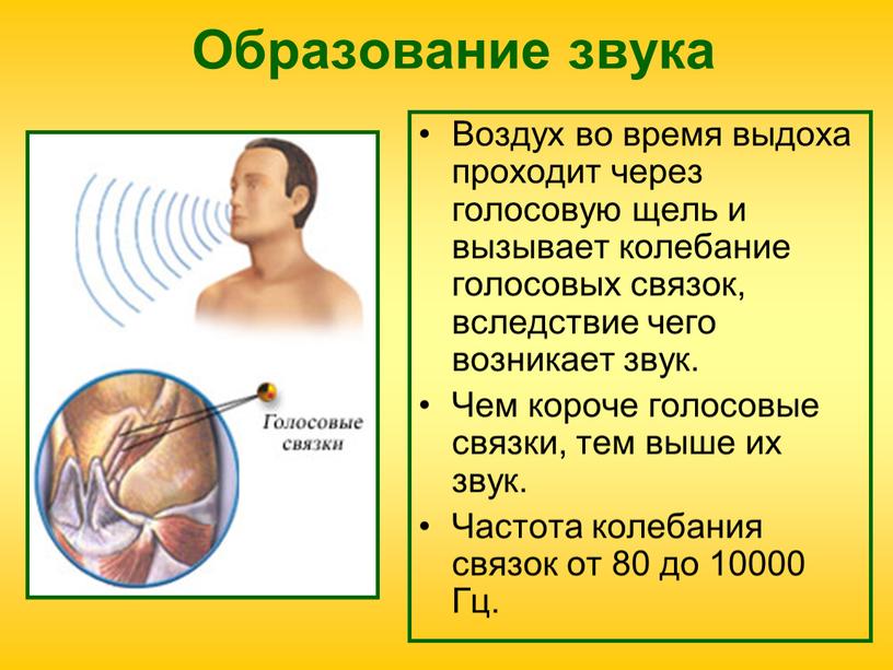 Образование звука Воздух во время выдоха проходит через голосовую щель и вызывает колебание голосовых связок, вследствие чего возникает звук