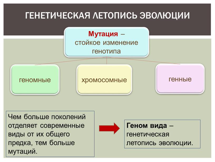 ГЕНЕТИЧЕСКАЯ ЛЕТОПИСЬ ЭВОЛЮЦИИ