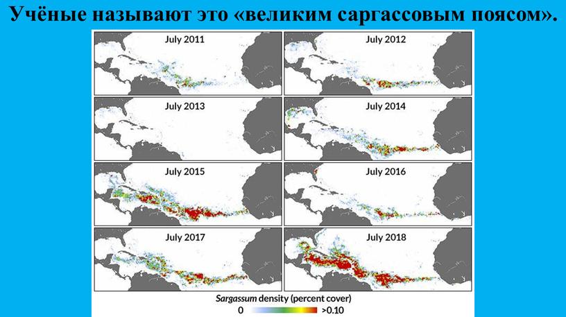 Учёные называют это «великим саргассовым поясом»