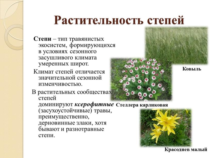 Растительность степей Степи – тип травянистых экосистем, формирующихся в условиях сезонного засушливого климата умеренных широт