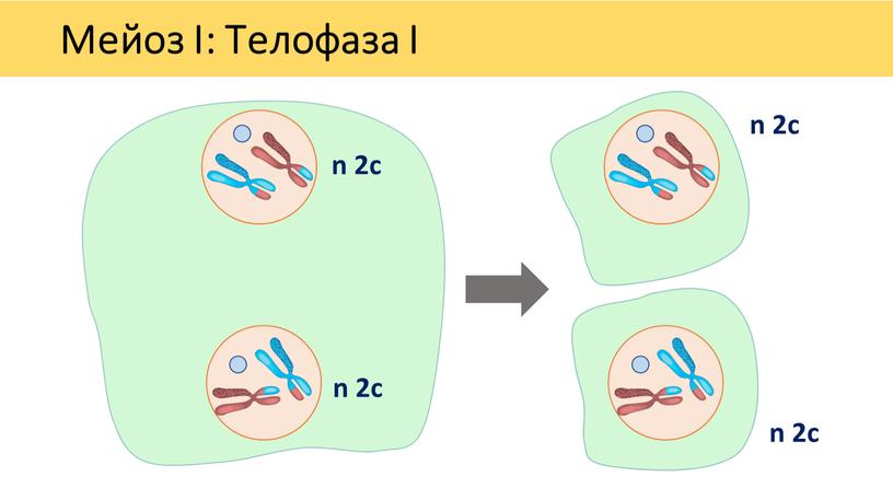 Мейоз I: Телофаза I n 2c n 2c n 2c n 2c