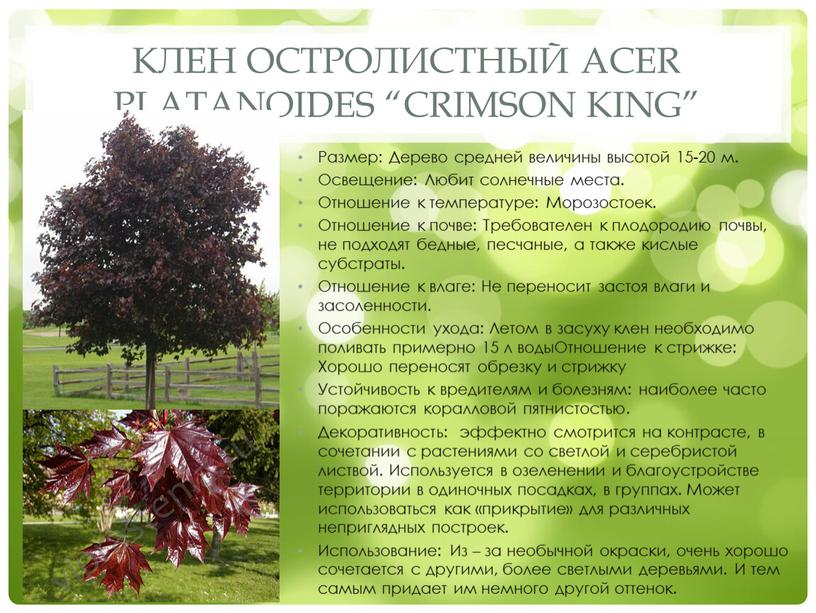 Клен остролистный Acer platanoides “Crimson king”