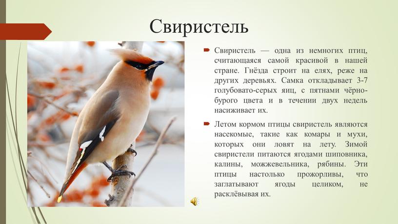 Свиристель Свиристель — одна из немногих птиц, считающаяся самой красивой в нашей стране