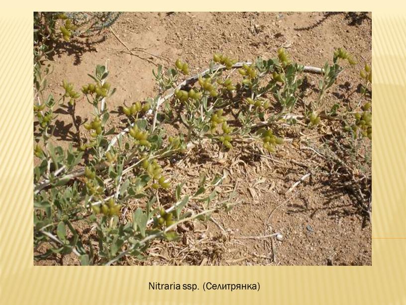 Nitraria ssp. (Селитрянка)