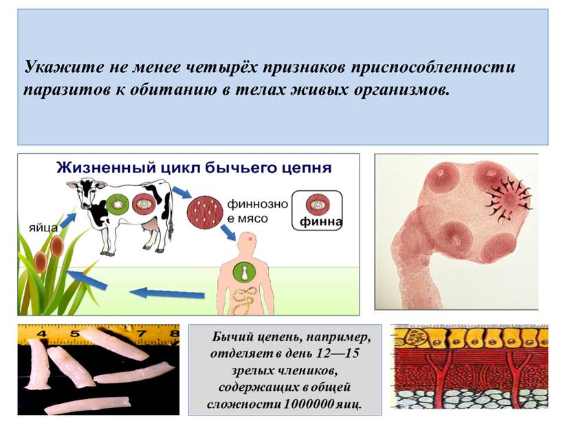 Укажите не менее четырёх признаков приспособленности паразитов к обитанию в телах живых организмов