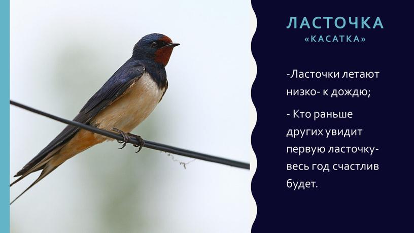 ЛАСТОЧКА «касатка» -Ласточки летают низко- к дождю; -