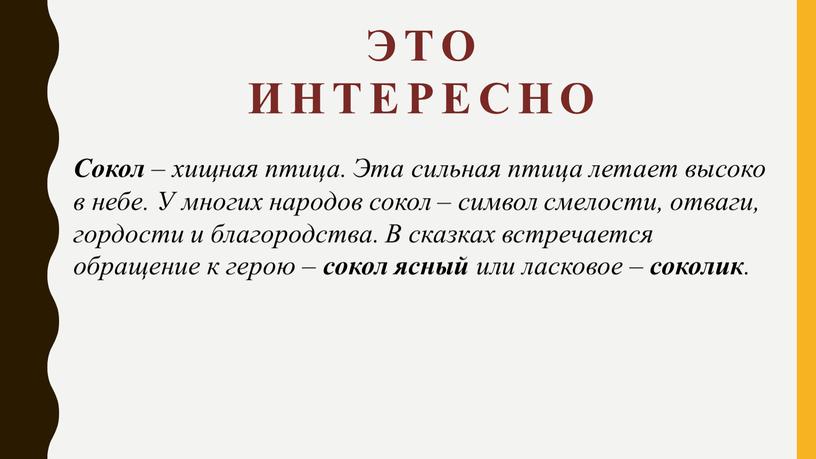 Это интересно Сокол – хищная птица