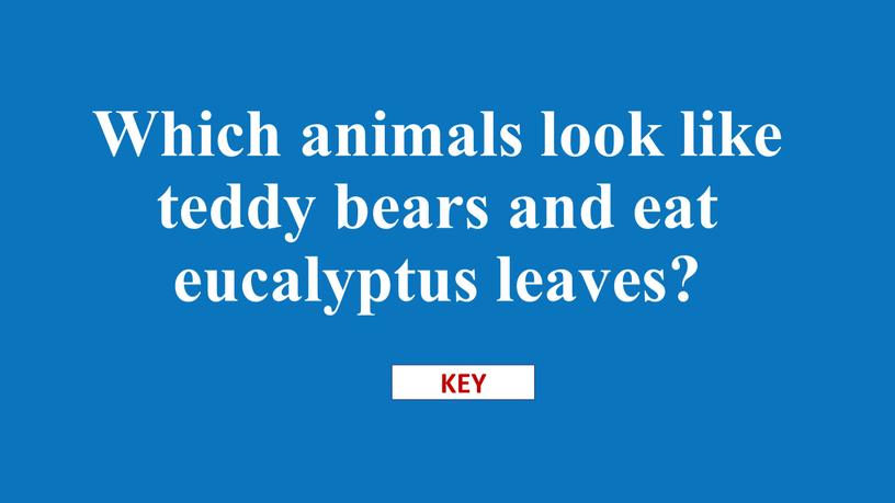 Which animals look like teddy bears and eat eucalyptus leaves?