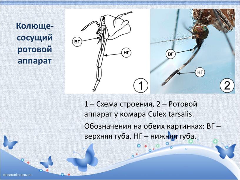 Колюще-сосущий ротовой аппарат 1 –