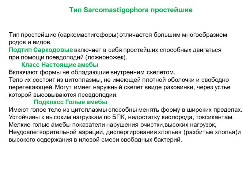 Тип Sarcomastigophora простейшие