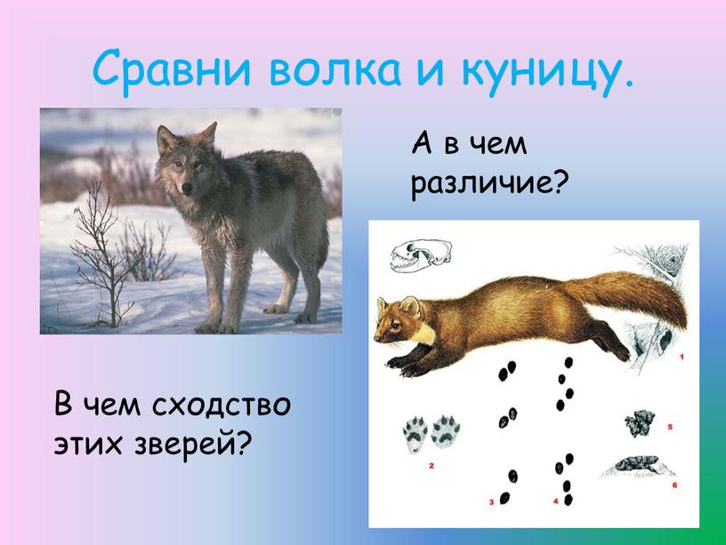 Сравни волка и куницу. В чем сходство этих зверей?