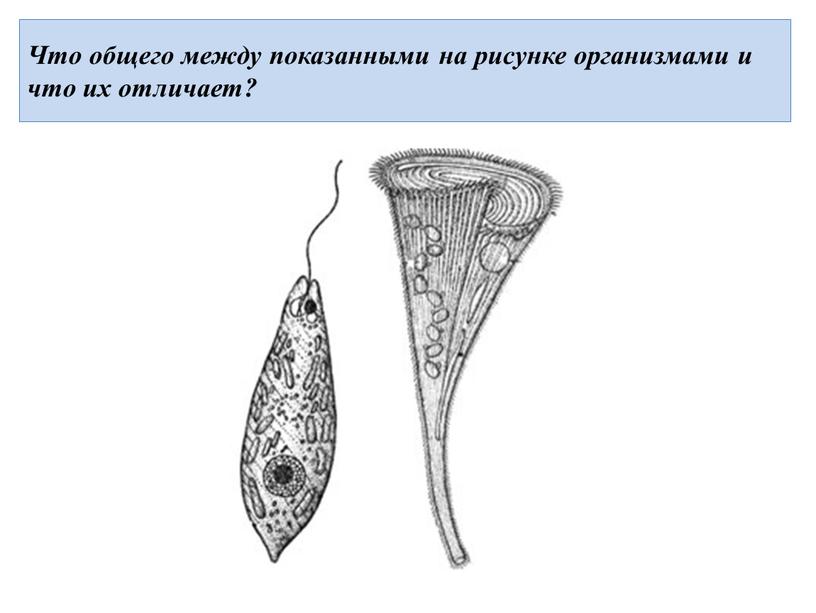 Что общего между показанными на рисунке организмами и что их отличает?