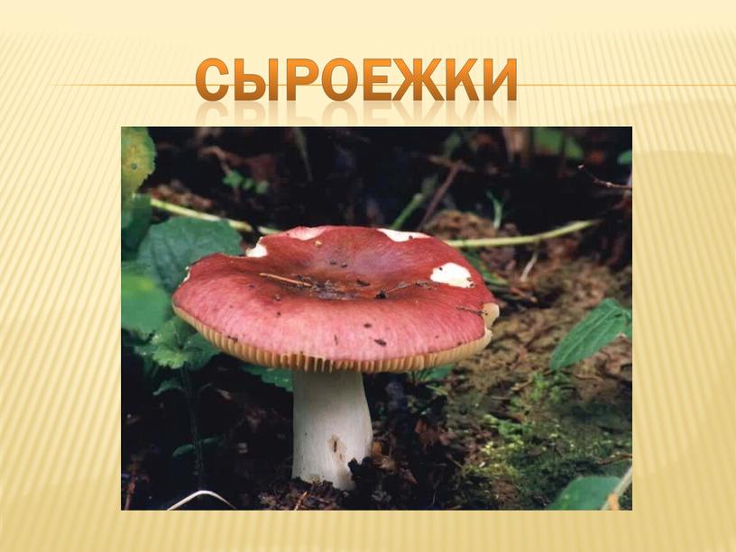 СЫРОЕЖКИ