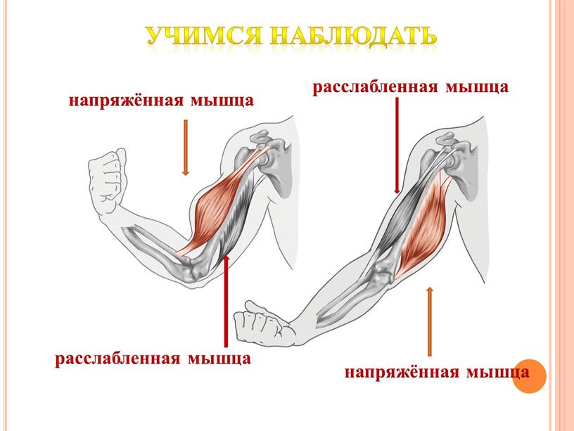 Учимся наблюдать напряжённая мышца напряжённая мышца расслабленная мышца расслабленная мышца