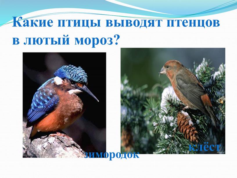 Какие птицы выводят птенцов в лютый мороз? зимородок клёст