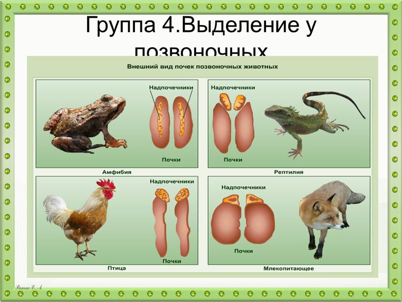 Группа 4.Выделение у позвоночных