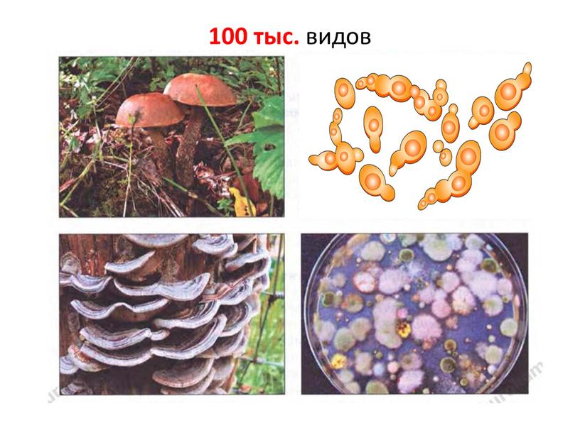 Презентация по биологии 5 класс на тему "Многообразие грибов"